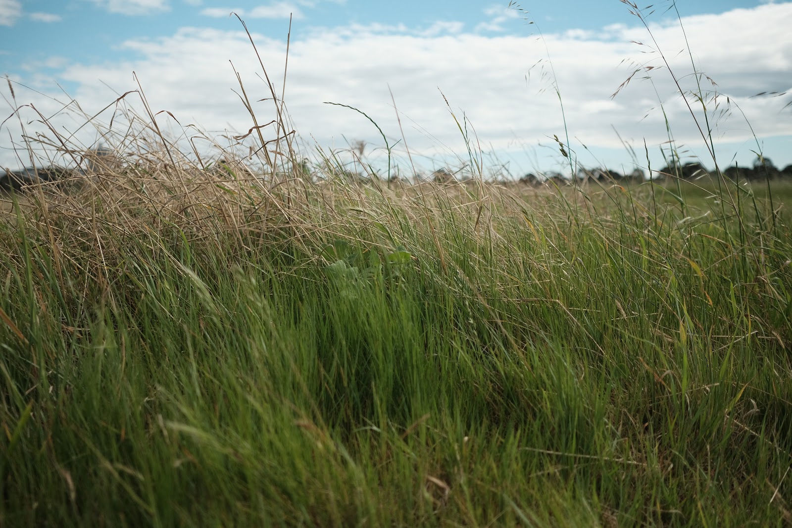 photo of thick native grass, green stalks with dry brown tips, against a cloudy blue sky